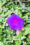 Belize Morning Glory 2023